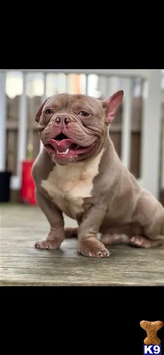 American Bully