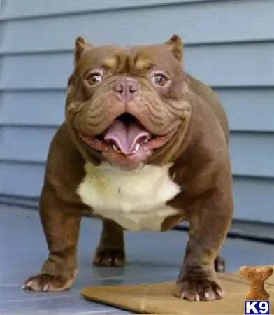 American Bully stud dog