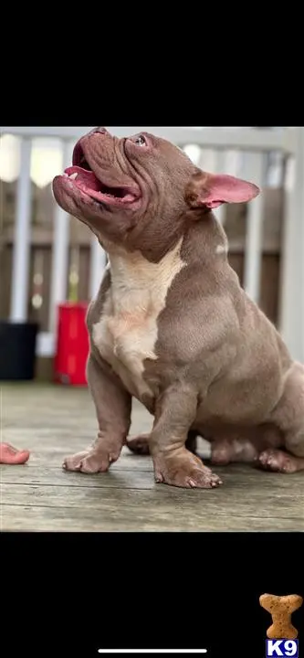 American Bully puppy for sale