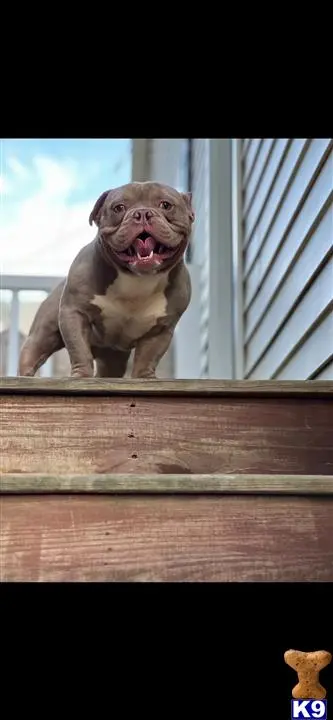 American Bully puppy for sale