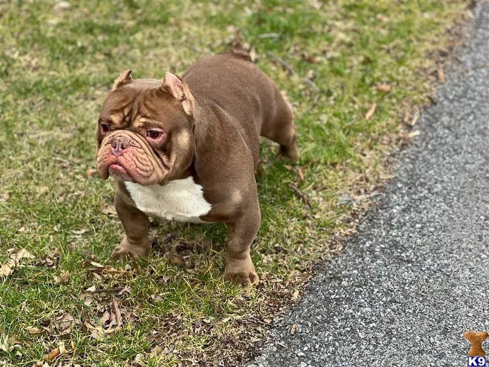 American Bully stud dog