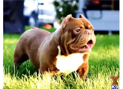 American Bully