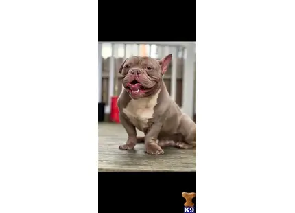 American Bully