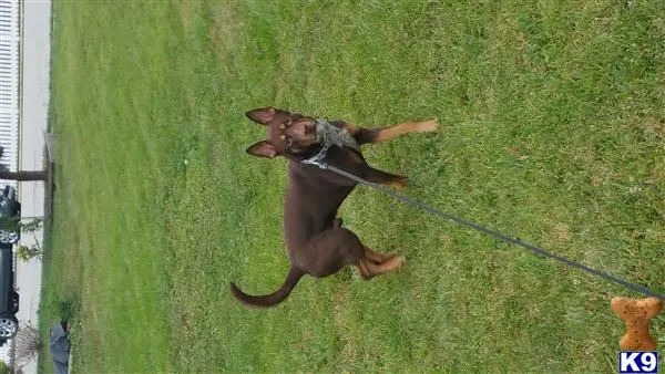 Australian Kelpie stud dog