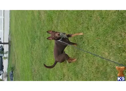 Australian Kelpie