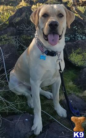 Labrador Retriever stud dog