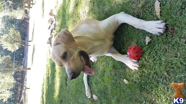 Labrador Retriever stud dog