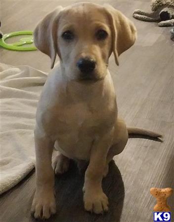 Labrador Retriever stud dog