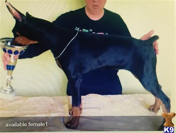 Doberman Pinscher