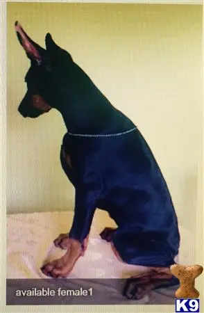 Doberman Pinscher puppy for sale