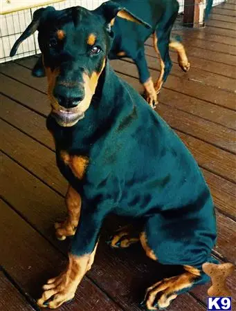 Doberman Pinscher puppy for sale