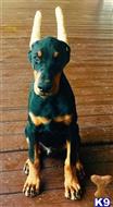 doberman pinscher puppy posted by acarservice