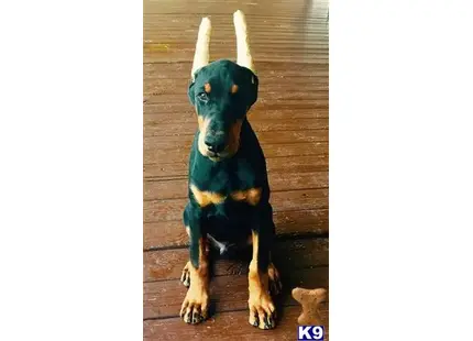 Doberman Pinscher