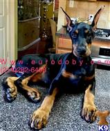 doberman pinscher puppy posted by acarservice