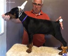 doberman pinscher puppy posted by acarservice
