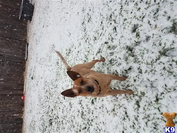 Australian Cattle Dog