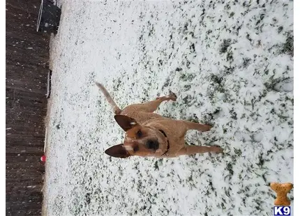 Australian Cattle Dog