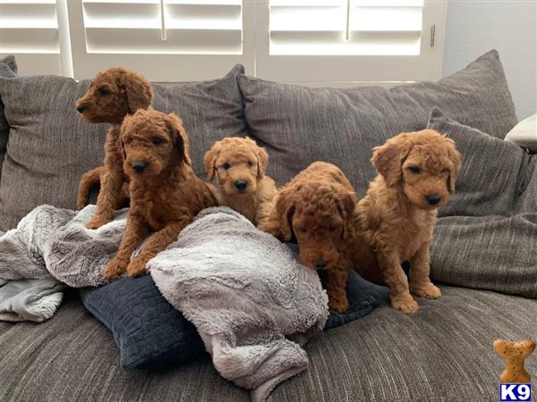 Goldendoodles