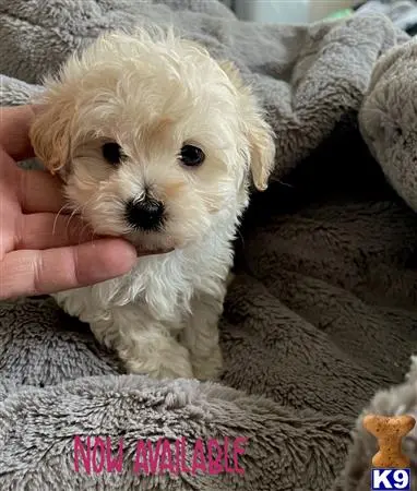 Poodle puppy for sale