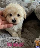 poodle puppy posted by acedogg