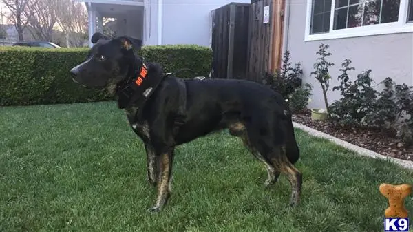 German Shepherd stud dog