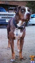 Catahoula