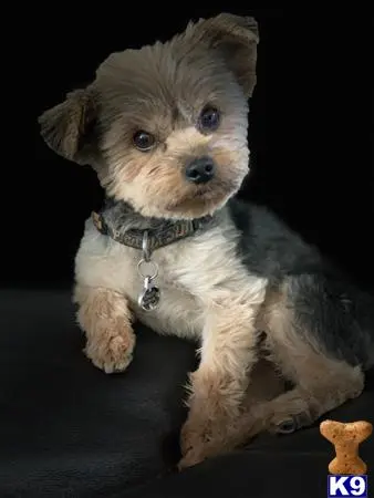 Yorkshire Terrier stud dog