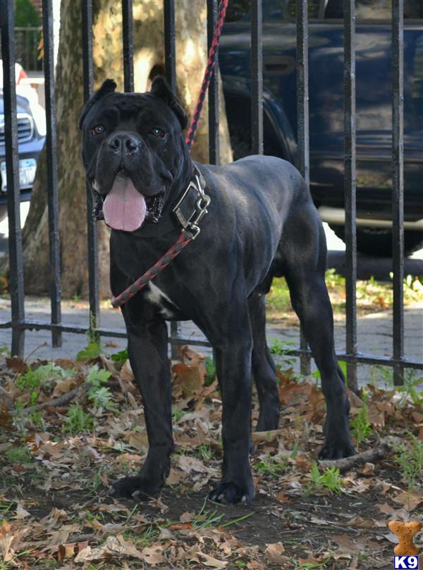 Cane Corso