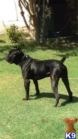 Cane Corso stud dog: a cane corso dog standing in a grassy area