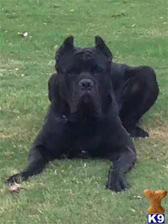 Cane Corso stud dog: a black cane corso dog lying on grass