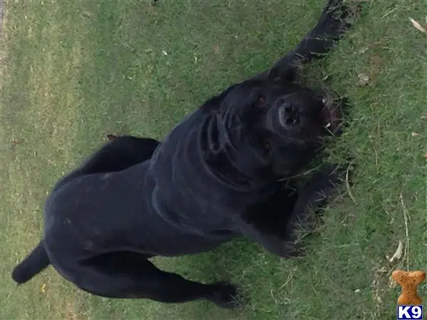 Cane Corso stud dog: a black cane corso dog lying on grass