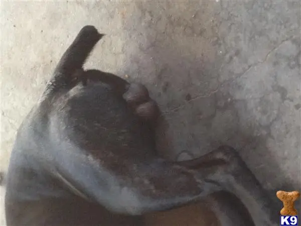 Cane Corso stud dog: a hand print in the sand