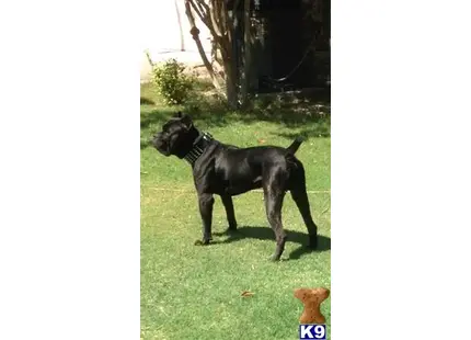 Cane Corso stud dog: a cane corso dog standing in a grassy area