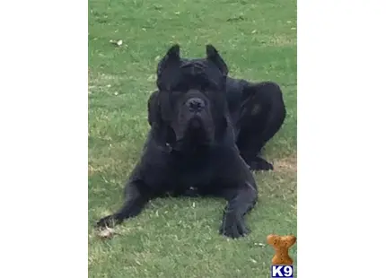 Cane Corso stud dog: a black cane corso dog lying on grass