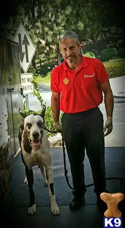 Great Dane stud dog: a man walking a great dane dog