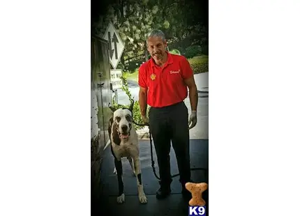 Great Dane stud dog: a man walking a great dane dog