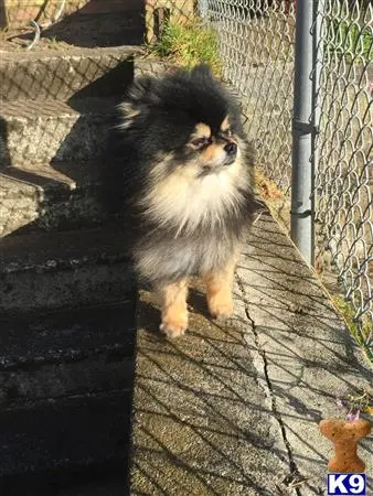 Pomeranian