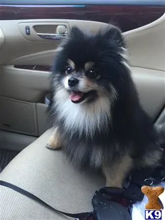 Pomeranian stud dog