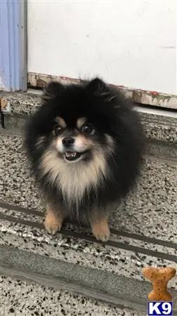 Pomeranian stud dog