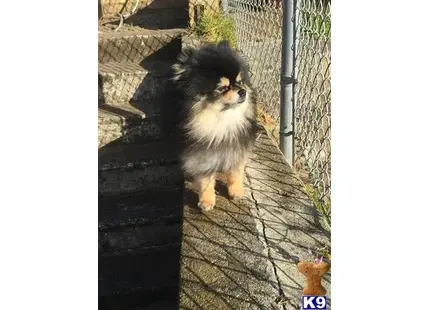 Pomeranian