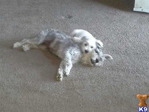 Miniature Schnauzer dog