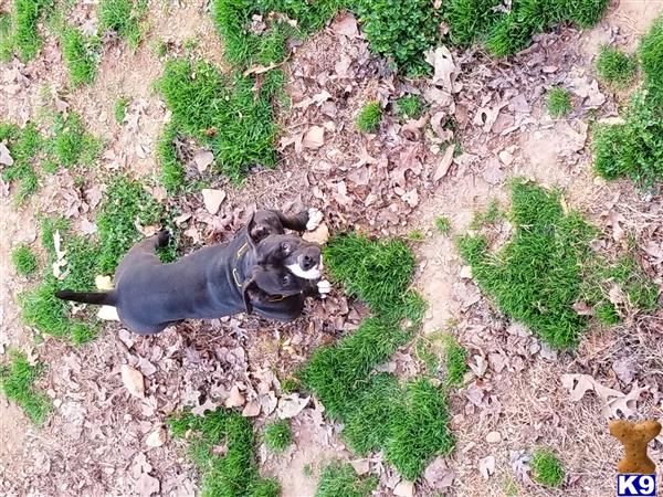 a american bully dog in a garden