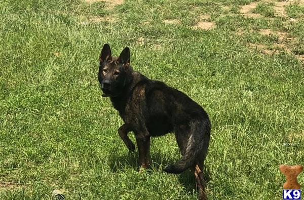 a black german shepherd dog in a grassy area