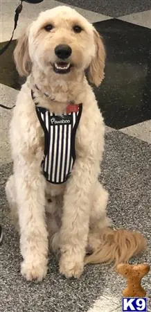 Goldendoodles stud dog