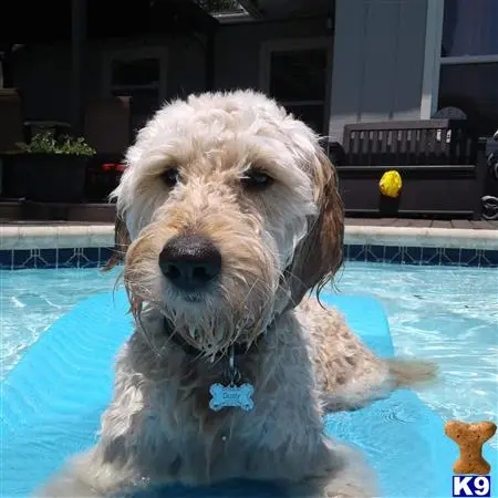 Goldendoodles stud dog