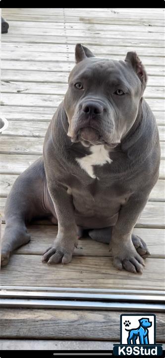 a american bully dog sitting on a wood deck