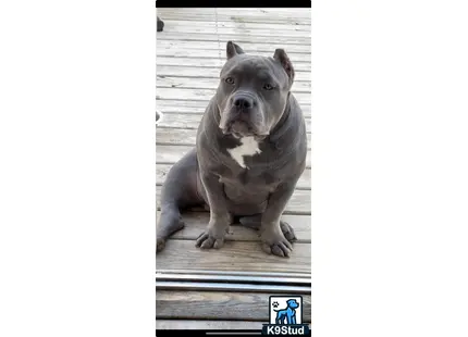 a american bully dog sitting on a wood deck