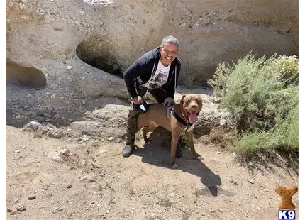 a man kneeling next to a american staffordshire terrier dog