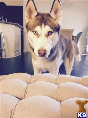 Siberian Husky