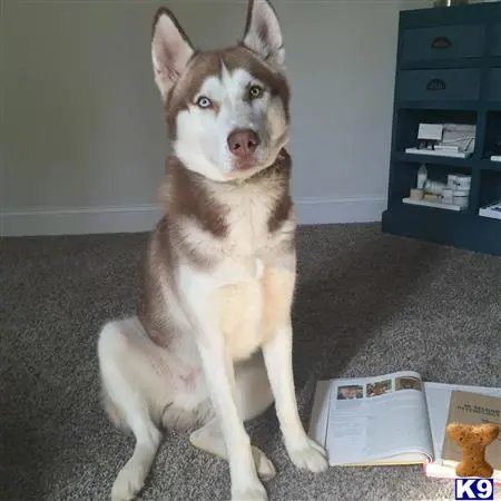 Siberian Husky stud dog